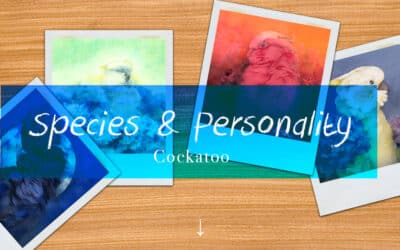 Cockatoo personality traits & species