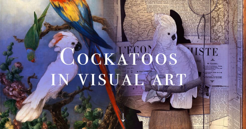 Cockatoo symbolic meaning in visual arts (and parrots)