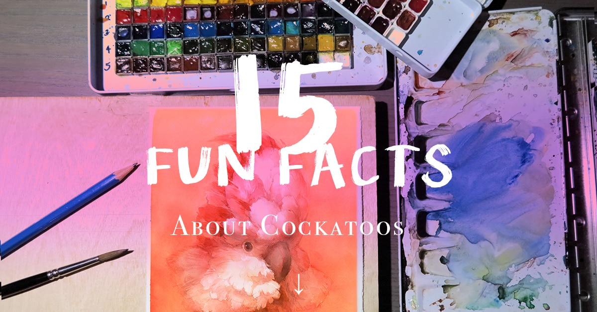 15 Cockatoo interesting facts - Fun facts you might not know! Cockatoo interesting fun facts taaye art top image